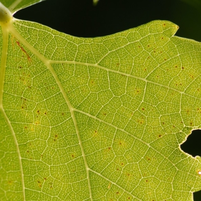 Silvaner Blatt ANT 1038